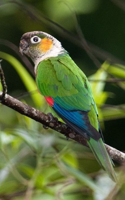 Conure à col blanc